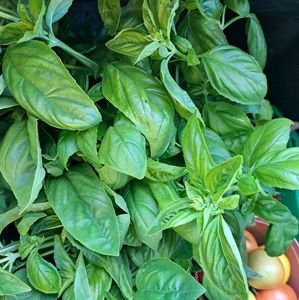 Meet your Posher, Jolie